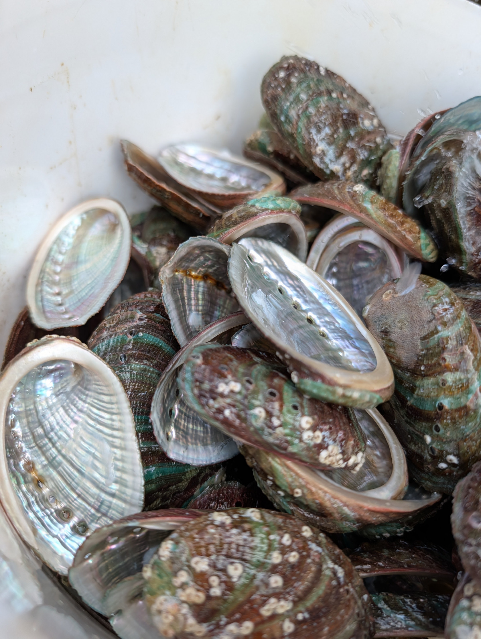Coquille d’ormeau vide présentant des stries vertes caractéristiques. Crédit photo : Campus mondial de la mer