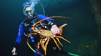 Un projet de 4 M€ utilise une technologie de pointe pour améliorer les connaissances sur les habitats fréquentés par des ressources halieutiques d’importance