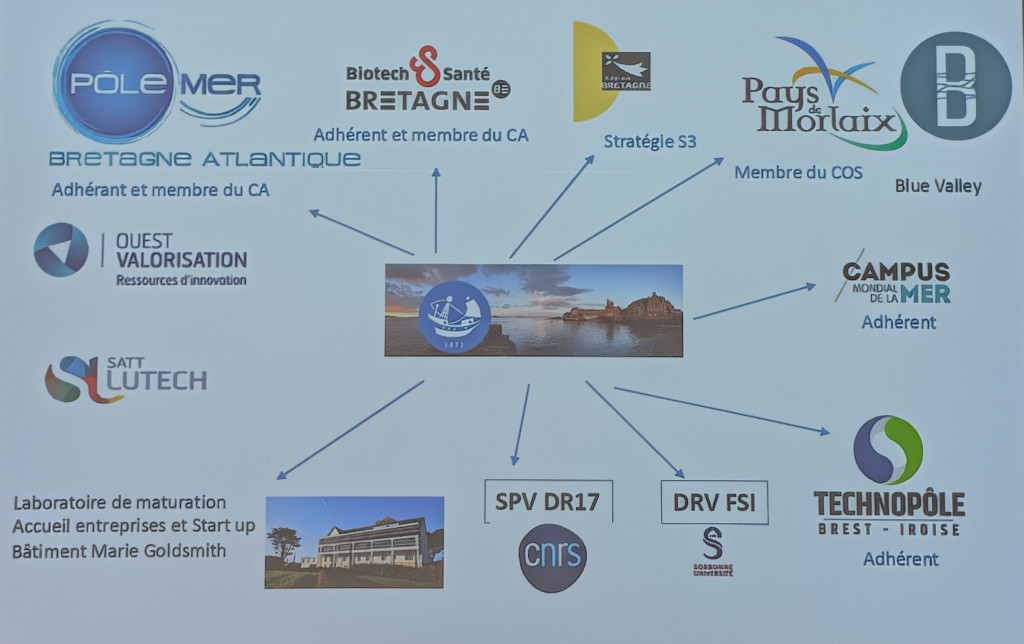 Schéma présentant l’écosystème partenarial de la Station biologique de Roscoff, incluant notamment le Pôle Mer Bretagne Atlantique, le CNRS, Sorbonne Université, la SATT, la Région Bretagne, le Technopôle Brest-Iroise et le Campus mondial de la mer. Crédit : Campus mondial de la mer