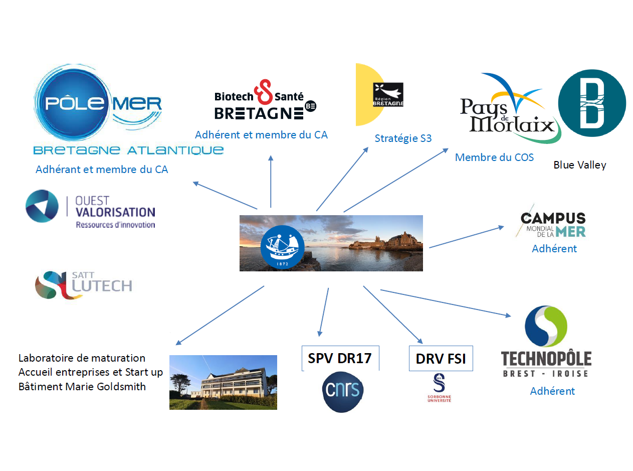 Schéma présentant l’écosystème partenarial de la Station biologique de Roscoff, incluant notamment le Pôle Mer Bretagne Atlantique, le CNRS, Sorbonne Université, la SATT, la Région Bretagne, le Technopôle Brest-Iroise et le Campus mondial de la mer. Crédit : Campus mondial de la mer