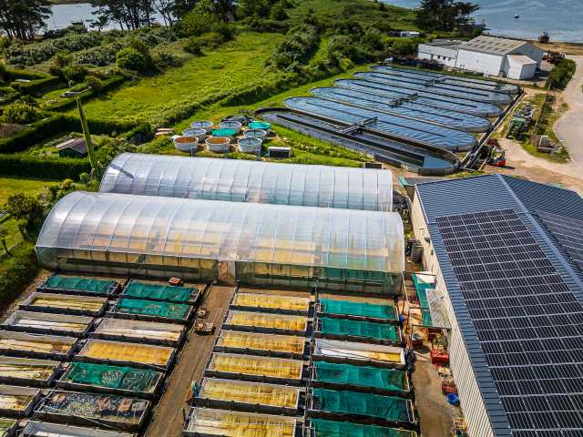 Vue aérienne d’un site d’aquaculture en bord de mer : bassins rectangulaires alignés, serres transparentes et bâtiments techniques, dont un toit équipé de panneaux solaires, entourés de végétation verdoyante et situés à proximité immédiate du littoral.