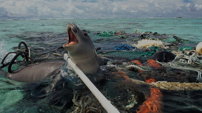 Seal in nets