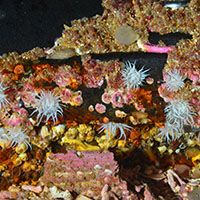Influence of biofouling