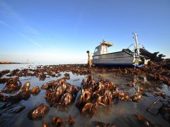 Station Biologique de Roscoff - Centre de recherche (CNRS - SU) 