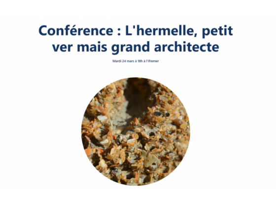 Conférence Ifremer : L'hermelle, petit ver mais grand architecte