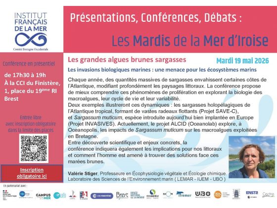 Mardi de la Mer d'Iroise : Les grandes algues brunes sargasses