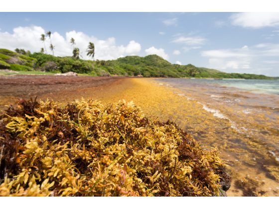 SAMtool : observing and predicting Sargassum landings in the Tropical Atlantic thanks to satellites