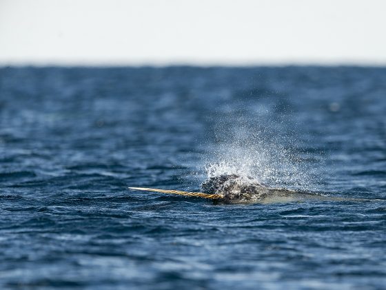 Narwhal Challenge : 4 startups sélectionnées en visite en Finistère du 9 au 13 décembre