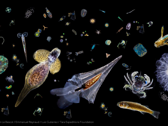 One Ocean: Invisible Life
