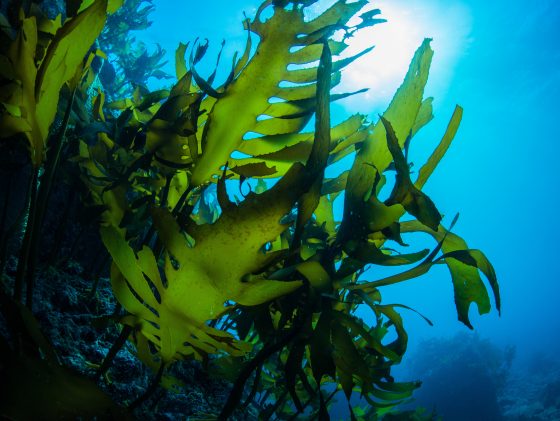 Découvrez le nouveau site du Cluster algues Pays de Brest