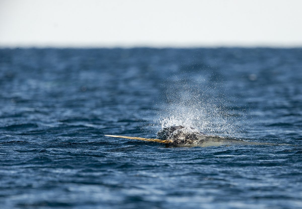 Narwhal Challenge : 4 startups sélectionnées en visite en Finistère du 9 au 13 décembre