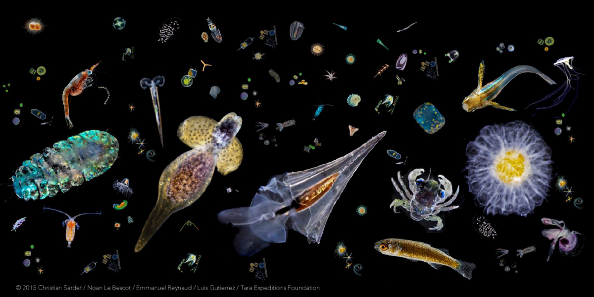 One Ocean: Invisible Life