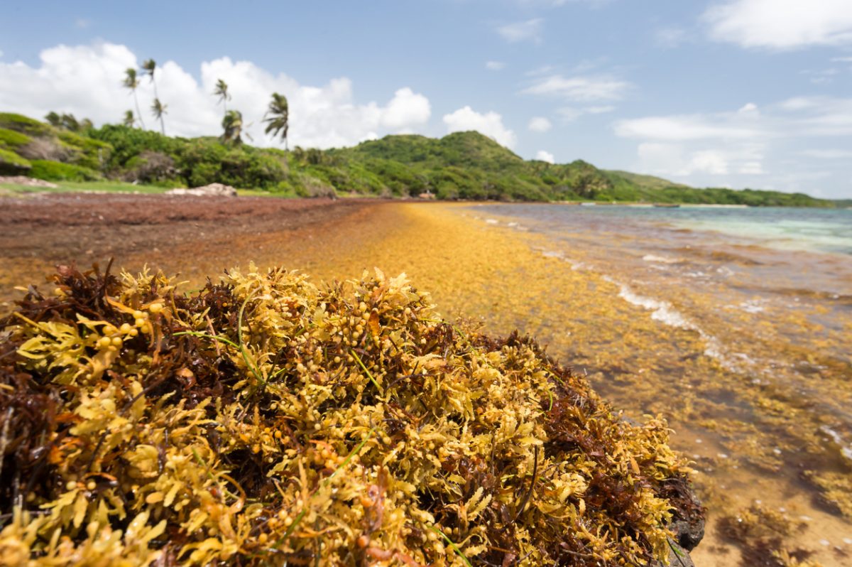 SAMtool : observing and predicting Sargassum landings in the Tropical Atlantic thanks to satellites