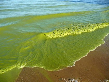 BRE06 - AI-powered Harmful Algal Bloom Detection: Protecting Waterways & Life / Détection de la prolifération d'algues nuisibles à l'aide de l'IA : Protéger les cours d'eau et la vie