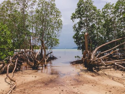 ABJ02: CARTOMA: Intelligent Mangrove Forest Detection System based on satellite imagery and recognition data for identification and monitoring of mangrove health