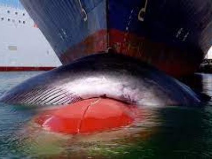 BRE03: Ship collision risk assessment with maritime species and especially cetacean