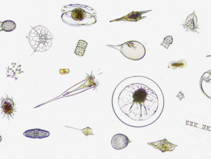 BRE01 - PlanktoVision 2023: Data Visualisation Hackathon for Imaging Plankton Communities / PlanktoVision 2023: Hackathon de Visualisation de Données pour l'Imagerie des Communautés Planctoniques
