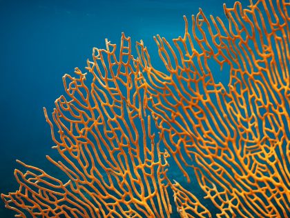 NOU08: Geospatial Coral Watch