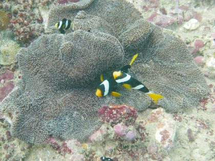 BOR07 - Marine Life Tech Explorer Challenge