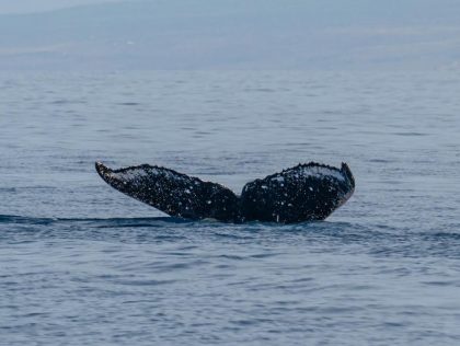 PTN01: Whale Tail Identifier