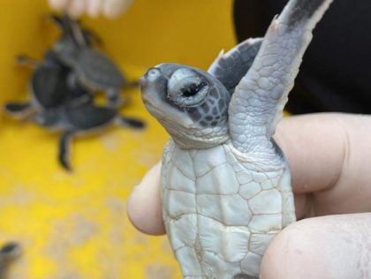 KUL02: Developing a Digital Framework for Terengganu Turtle Tourism Based on ESG Principles
