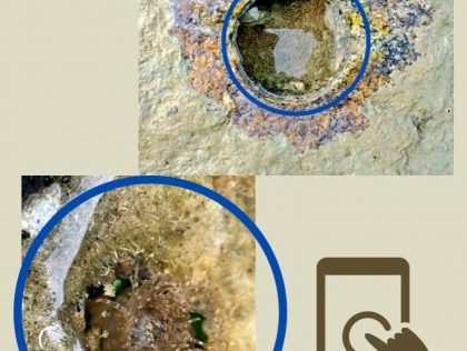 KUL04: Mobile app to detect marine benthos coverage in rock pools