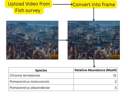 KUL04: Turning Reef Footage into Ecological Insights