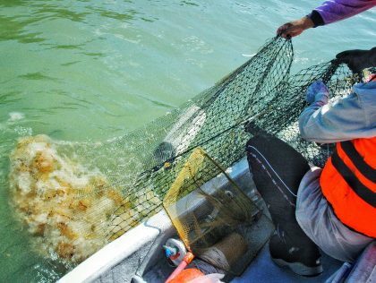 KUL05: Development of the first prediction model for the jellyfish distribution & appearance in Penang Island