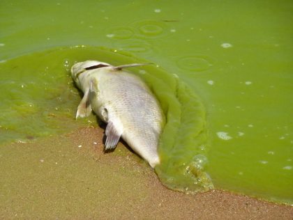 KUL08 - AlgaWatch : AI-Powered Algal Bloom Prediction System