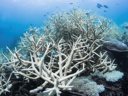 KUL09 - Ocean Guardians: Predicting Coral Reef Stress Before Bleaching Occurs