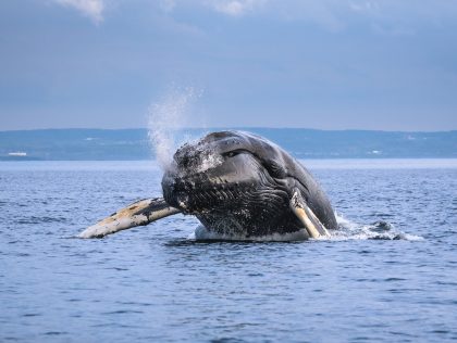 RIM03: Species on the move: understanding migration in the St. Lawrence River / Espèces en mouvement: comprendre les migrations du Saint-Laurent