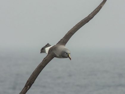 SAT04 - The Grey-headed Albatross: Sentinel of Global Climate Change at the America's Southern Summit / El albatros de cabeza gris : Centinela del Cambio Climático Global en la Cumbre Austral de América