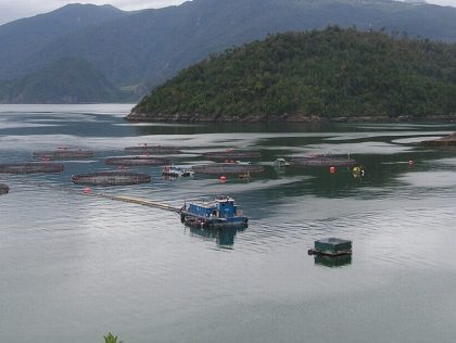 SAT01 - The environmental impact of salmon farming in the south of Chile: a view from above / El impacto ambiental de la salmonicultura en el sur de Chile: una mirada desde arriba
