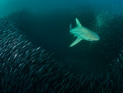 CAP02 - Prediction of the sardine run and associated predator movement using image processing and environmental parameters