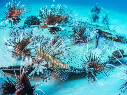 TOU11: The Lionfish-Invasion Counteraction - From Early Warning Systems to Bots