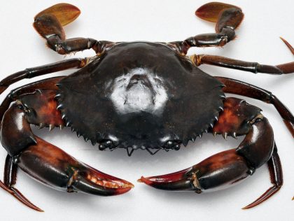 KUL11 -" Gotta Catch 'Em All!": Capturing commercial crab landing, biodiversity, and conservation data in peninsular Malaysia via a citizen-based game model