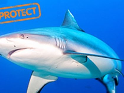 NOU07 - SharkRadar