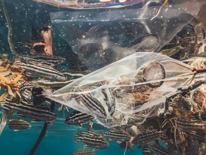 SPL03: WaveWise: Harnessing data for ocean health Building a machine learning model that analyzes underwater drone footage to detect coral bleaching, marine litter, or endangered species, automating ocean health assessments.