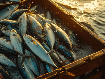 KUL06: An AI-Driven Precision Feeding for Sustainable Aquaculture