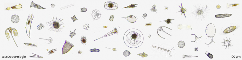 BRE01 - PlanktoVision 2023: Data Visualisation Hackathon for Imaging Plankton Communities / PlanktoVision 2023: Hackathon de Visualisation de Données pour l'Imagerie des Communautés Planctoniques