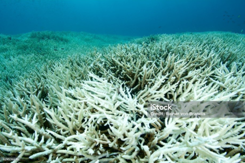 KUL09: Corallius: Autonomous Coral Planting to Facilitate Coral Restoration