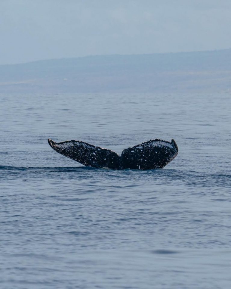PTN01: Whale Tail Identifier