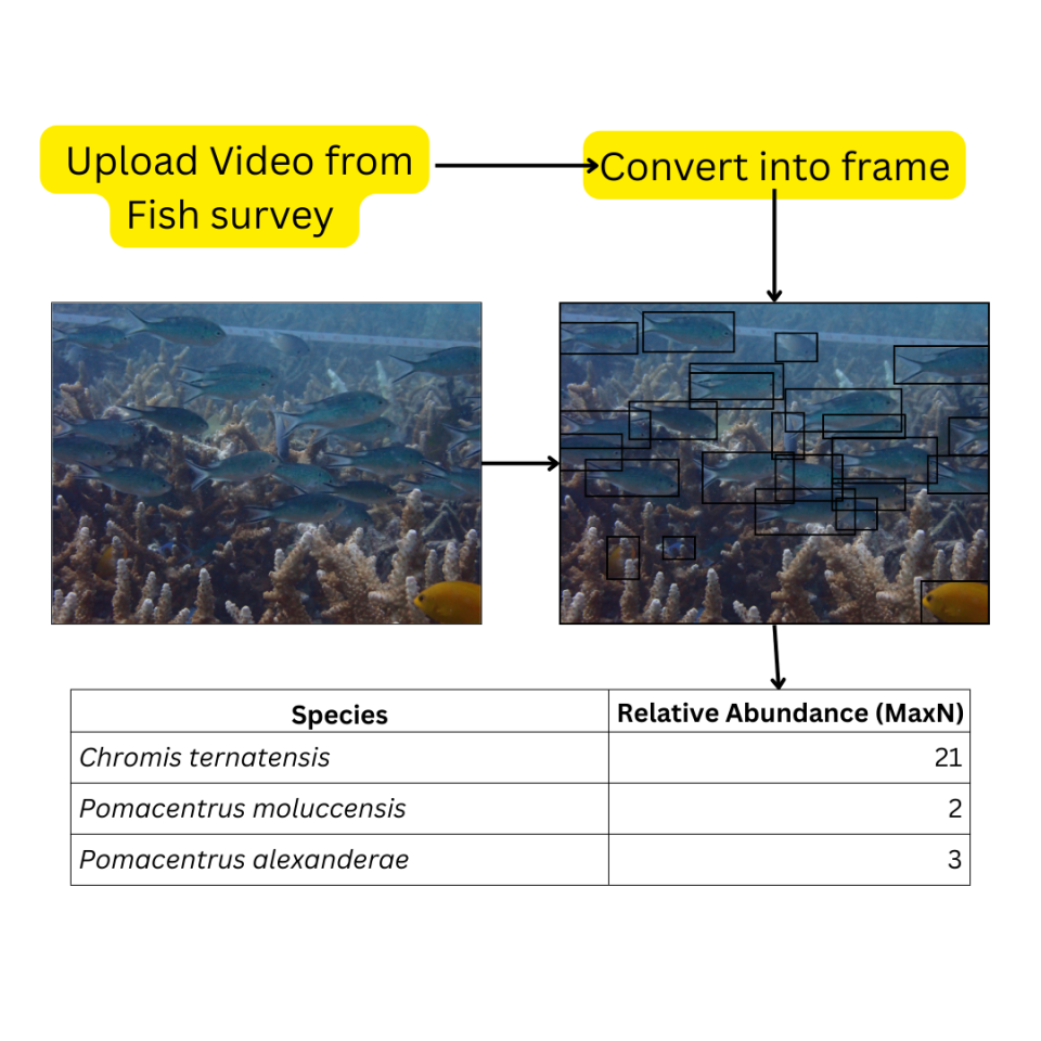 KUL04: Turning Reef Footage into Ecological Insights