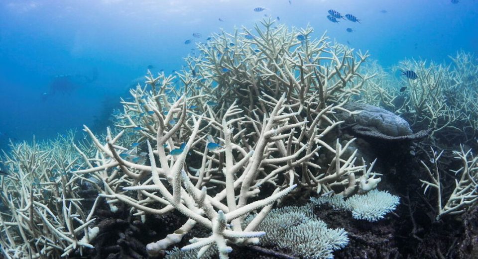 KUL09 - Ocean Guardians: Predicting Coral Reef Stress Before Bleaching Occurs