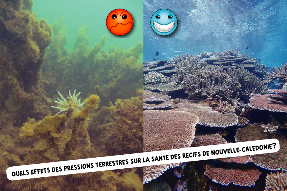 NOU06 - Land-sea continuum: exploring the link between reef health and land pressures