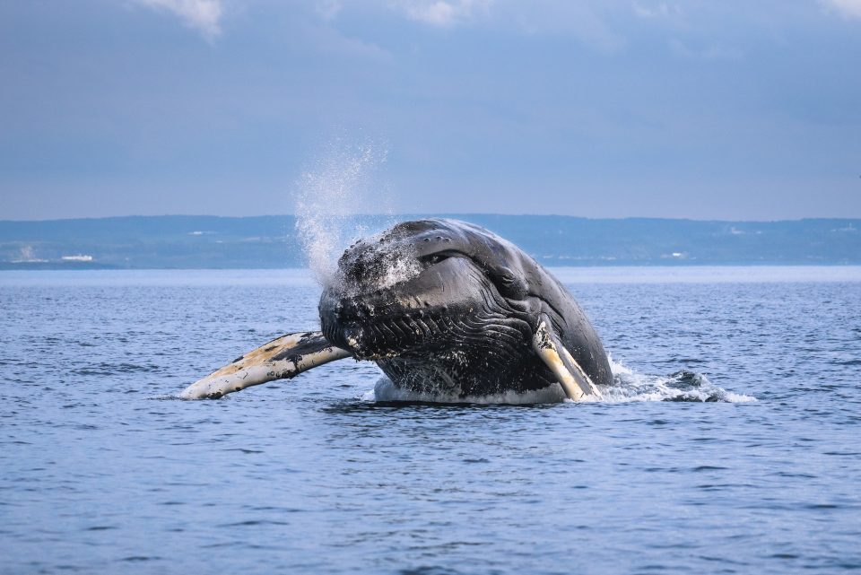 RIM03: Species on the move: understanding migration in the St. Lawrence River / Espèces en mouvement: comprendre les migrations du Saint-Laurent