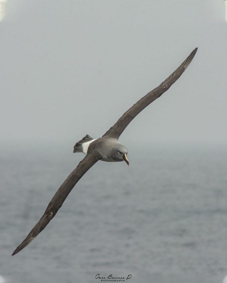 SAT04 - The Grey-headed Albatross: Sentinel of Global Climate Change at the America's Southern Summit / El albatros de cabeza gris : Centinela del Cambio Climático Global en la Cumbre Austral de América