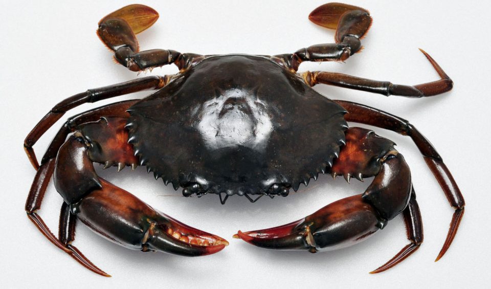 KUL11 -" Gotta Catch 'Em All!": Capturing commercial crab landing, biodiversity, and conservation data in peninsular Malaysia via a citizen-based game model