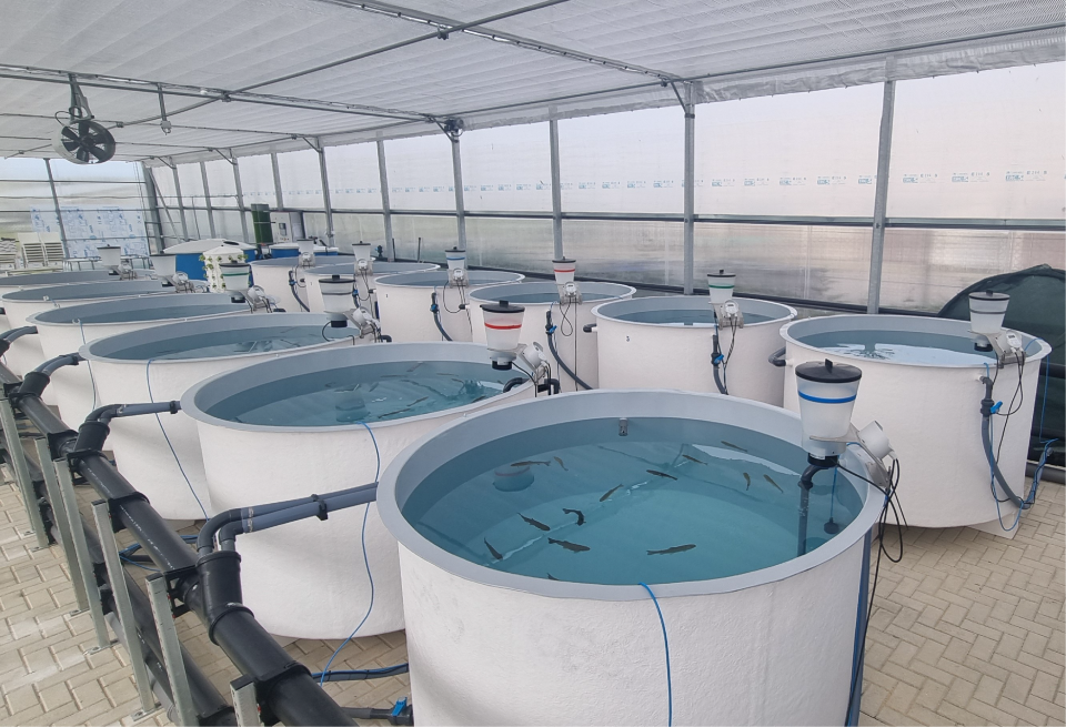PEN01: Sustainable upcycling of aquaculture nutrients into circular bio-based solutions