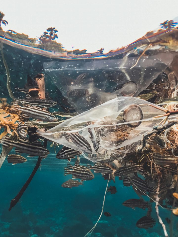 SPL03: WaveWise: Harnessing data for ocean health Building a machine learning model that analyzes underwater drone footage to detect coral bleaching, marine litter, or endangered species, automating ocean health assessments.